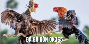 Đá Gà Đòn OK365 - Chiêm Ngưỡng Những Trận Đấu Kịch Tính